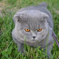 Асик - благородный кот! :: Наталия Павлова