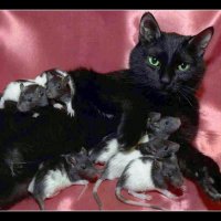 Кот и семеро крысят :: Виктор Крейдер