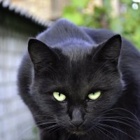 Портрет кота :: Валера Горбань