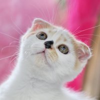 Мир глазами котёнка :: Любовь Овсянкина