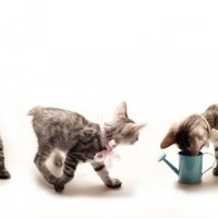 Три кота :: Елена Калинкина