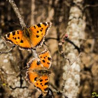Бабочки :: Dima Sonin