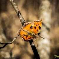 Бабочка :: Dima Sonin