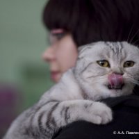 Кот и хозяйка :: Александр Павленко