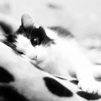 моя кошка :: Евгения Шабалтас