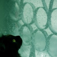 Буря глазами кошки :: Екатерина Старикова