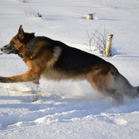 В движении жизнь) :: Елена Валерьевна