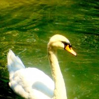 Белый Лебедь :: Елизавета Мамаева