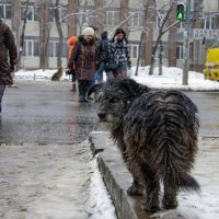 Я собака, брошенная кем-то, без крова над лохматой головой. :: Slava Winner