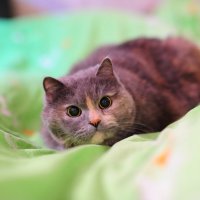 Моя кошка Маруся (Мара) :: Серёжа Пархачёв