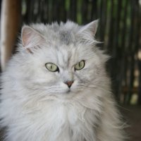 Красавица кошка :: Ольга Белёва
