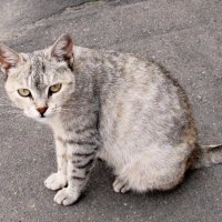 Бездомная кошка :: Александр Климов