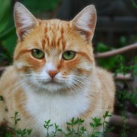 Рыжий кот :: Валера Горбань