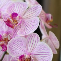 орхидея :: Tatyana Zholobova
