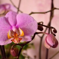 Орхидея :: Степан Куруч