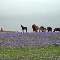 Весна в Крыму :: Lukum 