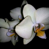 орхидея :: Евгения Eva
