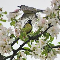 Друзья сада :: Людмила Минтюкова