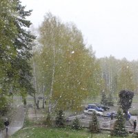 Снегопад 8 мая :: Наталья Золотых-Сибирская