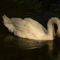 А белый лебедь на пруду :: Lada Kozlova