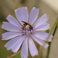 Пчелка и цветок :: Олег Фролов
