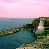 Одинокая чайка в богатом Монако :: Лара Амелина