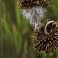 thistle :: Evgeniy (Евгений) Roslov (Рослов)