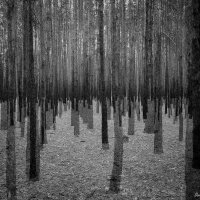 В лесу :: Дмитрий Призрак