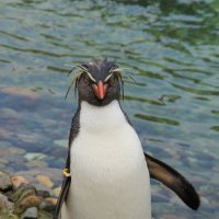 королевский пингвин :: Лидия Юсупова