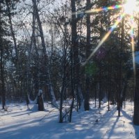 зима в лесу :: NikNik 
