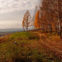 Березы и лавочка :: Татьяна Шаклеина