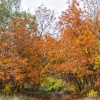 Дорога в осень :: Марина Елизарьева