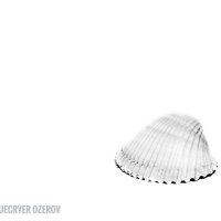 Shell :: Сергей 