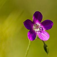 Первый луч :: Александр 