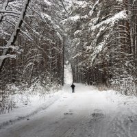 Величие зимнего леса :: Олег Савицкий