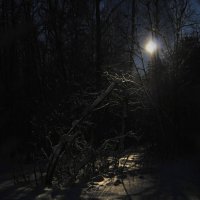 В ночном лесу :: Игрь Панченко