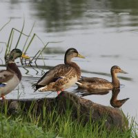 Водные процедуры :: Евгений 