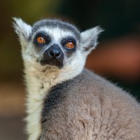 Lemur from the island of Madagascar :: Lidiya Dmitrieva