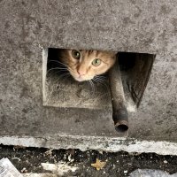 Бездомному котику несут еду. :: Ирина Коноплёва