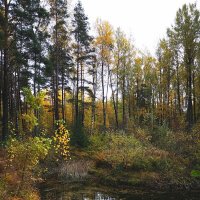 Осенний лес :: Инга Энгель