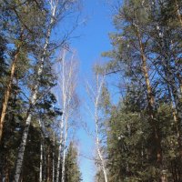 зимний лес :: ольга хакимова