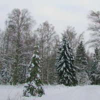 Зимой в лесу :: Людмила Смородинская