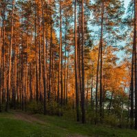 Закат у озера :: Валерий 