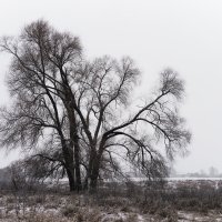 Дерево :: Ирина Волкова