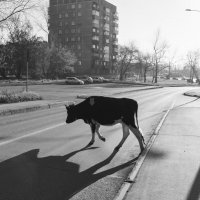 Утренний пешеход :: Валерий Михмель 