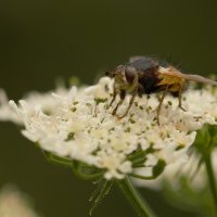 дикая пчела :: Lada Kozlova