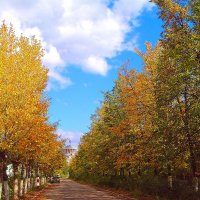 Осенний  листопляс  в  Дзержинске :: Русский Шах Гончар