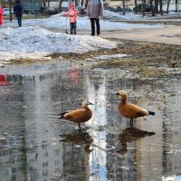 Парочка уток огарей отдыхает во дворе Чертаново Северное :: ГЕНРИХ 