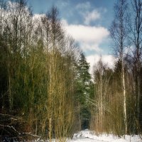 Весна в лесу :: Валерий Вождаев