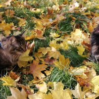 Прогулка с кошками осенью :: Вероника 